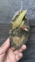 Trichocentrum fuscum X Trichocentrum nanum na internet