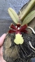 Trichocentrum fuscum X Trichocentrum nanum - comprar online