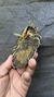 Trichocentrum fuscum X Trichocentrum nanum - loja online
