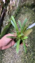 Masdevallia herradurae Lacre 0003273 - comprar online