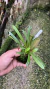 Masdevallia herradurae Lacre 0003273 na internet