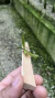 Zygostates lunata - Orquidário Aparecida