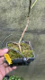 Luisia psyche Lacre 0002353 - Orquidário Aparecida