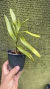 Arachnis flos-aeris - Orquidário Aparecida