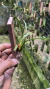 Imagem do Maxillaria subulata