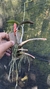 Laelia crispata Lacre 000100 - loja online