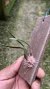 Sophronitella violacea - comprar online