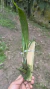 Xylobium variegatum Lacre 0001343