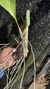 Bifrenaria harrisoniae Lacre 00098