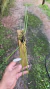Scuticaria hadwenii 0001345