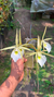 Brassavola perrini jovem - comprar online