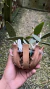 Cattleya schilleriana coerulea Lacre 0000042