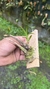 Epidendrum campestre na internet
