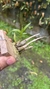 Epidendrum campestre