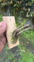 Epidendrum campestre - comprar online