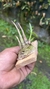 Imagem do Epidendrum campestre