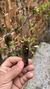 Pabstiella podoglossa