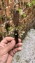 Pabstiella podoglossa - Orquidário Aparecida