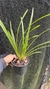 Imagem do Cymbidium eburneum