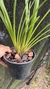 Cymbidium eburneum