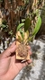 Bulbophyllum Ambrosia - Orquidário Aparecida