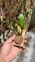 Bulbophyllum Ambrosia na internet