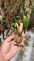 Bulbophyllum Ambrosia na internet