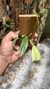 Bulbophyllum Ambrosia - comprar online