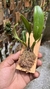 Bulbophyllum Ambrosia