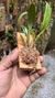 Imagem do Bulbophyllum Ambrosia