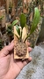 Bulbophyllum Ambrosia - loja online