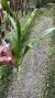 Miltonia regnellii Lacre 0000381 - comprar online
