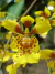 Oncidium pulvinatum Lacre 0000338