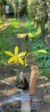 Laelia endsfeldzii Lacre 0000335