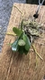 Acianthera minima na internet