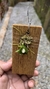 Acianthera minima - loja online
