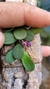 Acianthera minima - comprar online