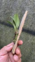 Imagem do Anathallis linearifolia