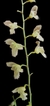 Stelis gelida