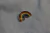 Pin Rainbow