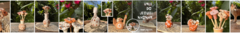 Banner da categoria Vale do Jequitinhonha