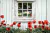 Fundo Fotográfico - Jardim / Flores - CT20447