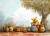 Fundo Fotográfico - Adriana Arouck - Ursinho Pooh - AD3837