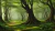 Fundo Fotográfico - Floresta