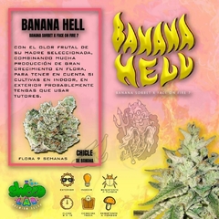 Banana Hell Fem (4 semillas) - comprar online