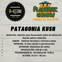 Blister x3 unidades Rkiem Automaticas - Plantate Grow