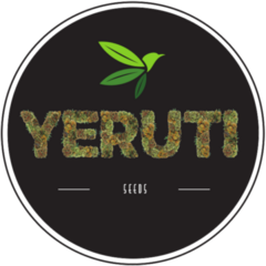 Yeruti Seeds - Craig Fem (4 unidades) - comprar online