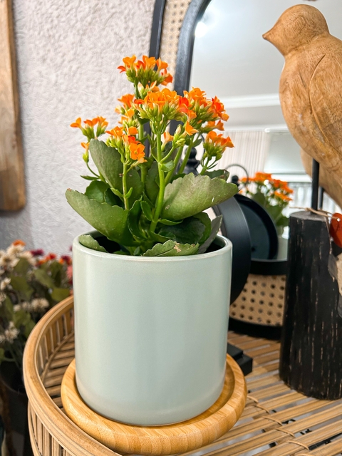 Cachepô Mint M - comprar online