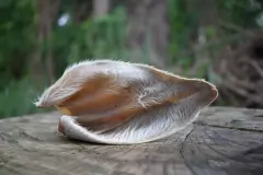 Orelha Bovina 3un sem ouvido - Lecker