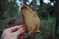 Tripa Verde Ovina - Lecker